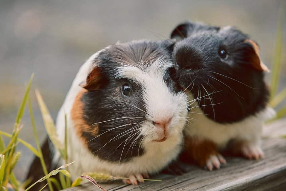 A close-up of two calico Guinea Pigs. They have their front legs on a piece of wood near blades of grass. 