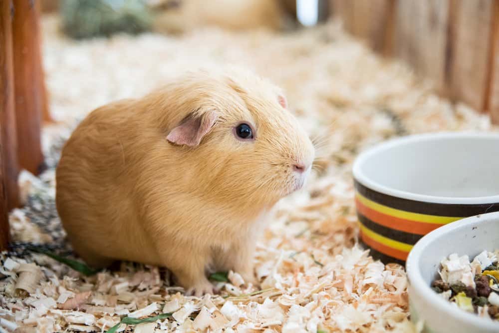 A tan Guinea Pig standing in wood shavings in a wooden cage near food and water bowls.