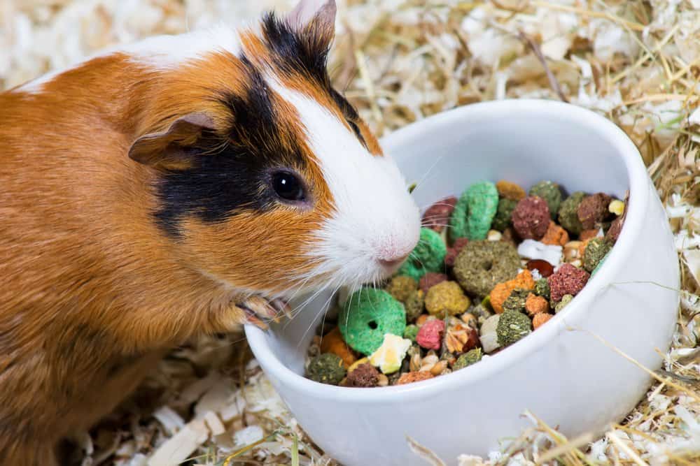 A calico Guinea Pig with its hand on a bowl of dry pet food with wood shavings in the background.