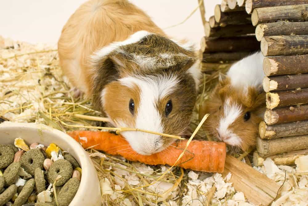 Two white and tan Guinea Pigs nibbling on an orange carrot near a bowl of dry pet food. One of the Guinea Pigs is laying inside a wooden house made of twigs.