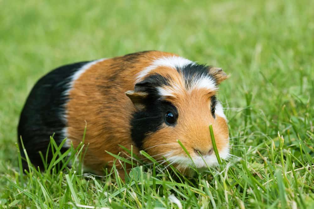 calico guinea pig