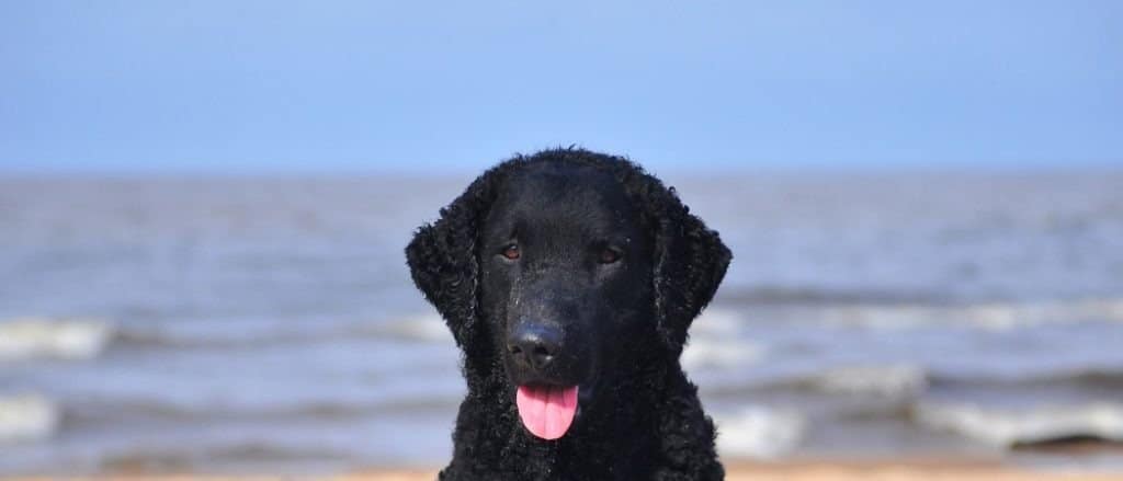 Curly coated retriever on a seaside