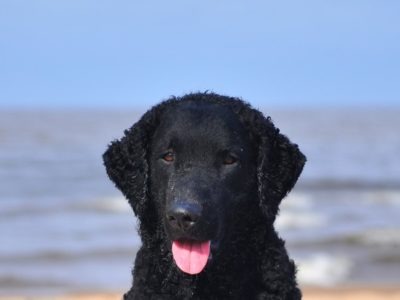 Curly Coated Retriever Picture