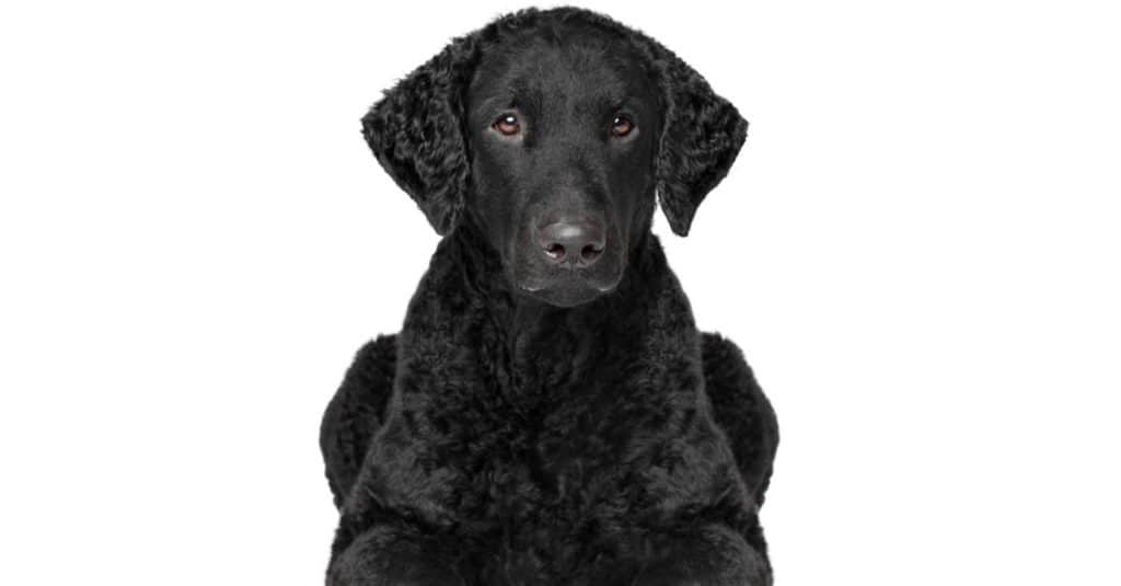 Curly coated retriever lying down on white background