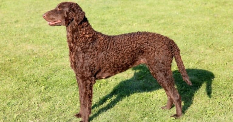 Curly Coated Retriever on a green grass lawn