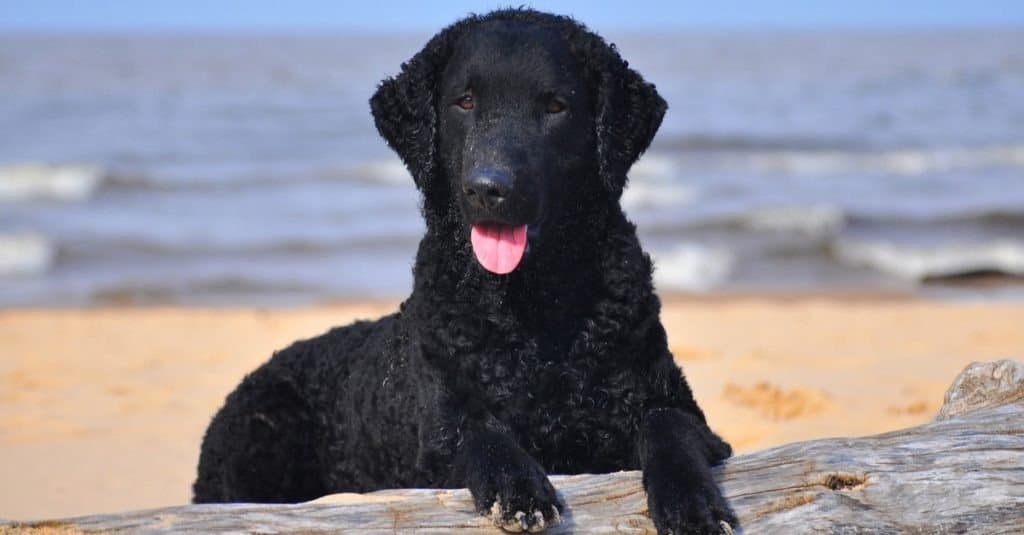 Curly coated retriever on a seaside