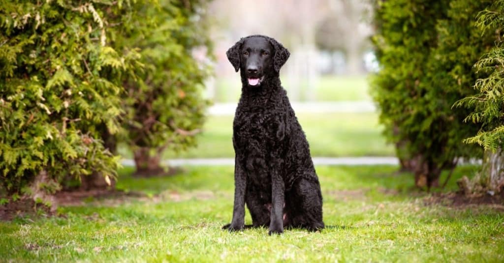 Black curly coated retriever dog sitting on grass