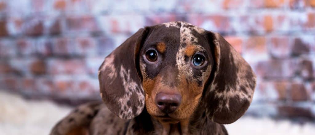 Dachshund lying on a bed