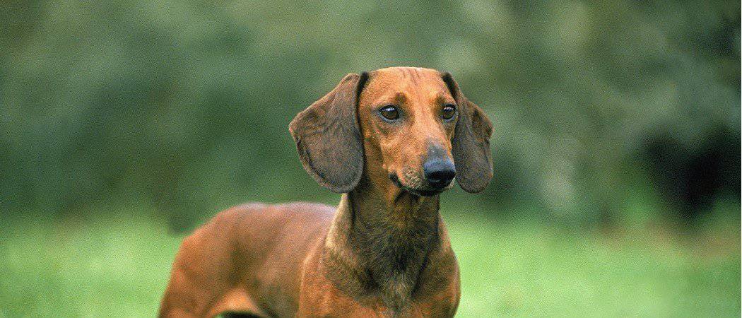 Dachshund Dog Breed Complete Guide - AZ Animals