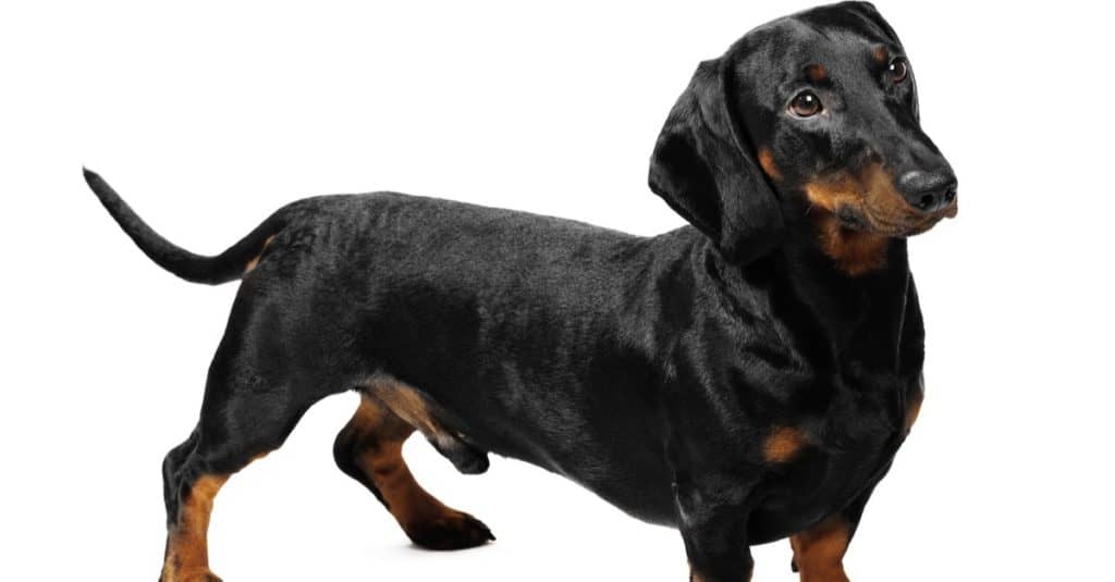 3-year-old Dachshund in a studio in front of a white background.