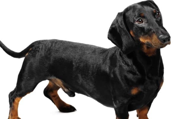 3-year-old Dachshund in a studio in front of a white background.