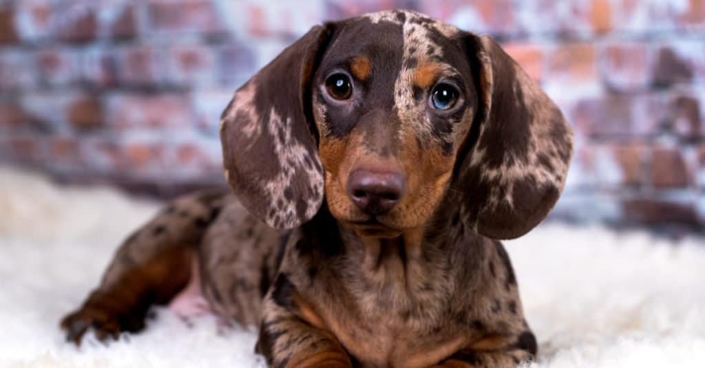 Dachshund lying on a bed.