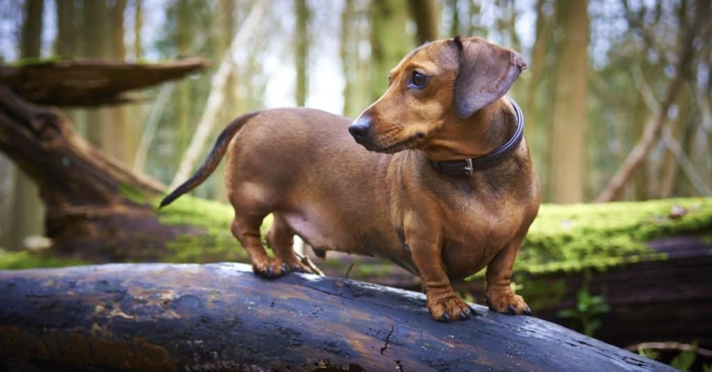 dachshunds between 11 and 16 pounds are often called "tweenies"