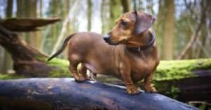 Mini Dachshund Lifespan: How Long Do These Tiny Pups Live? Picture