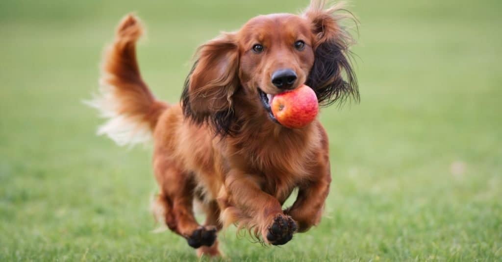 Happy Dachshund dog playing with an apple outdoors.