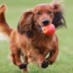 Happy Dachshund dog playing with an apple outdoors.