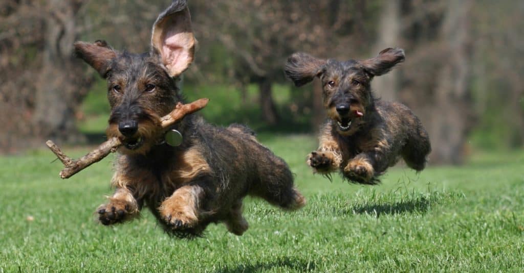 Two wire-haired Dachshunds playing.