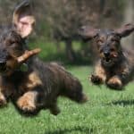 Two wire-haired Dachshunds playing.