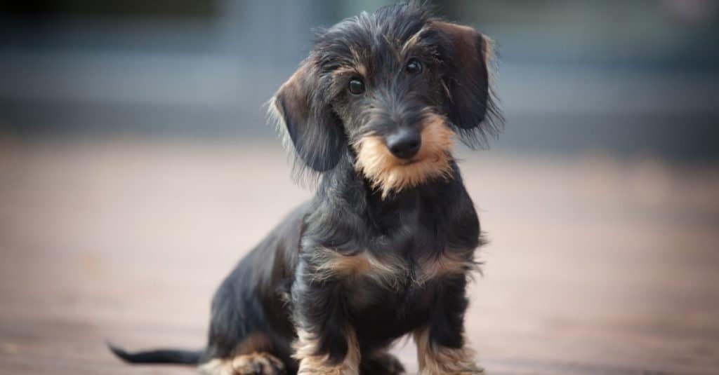 Wire-haired miniature dachshund puppy.