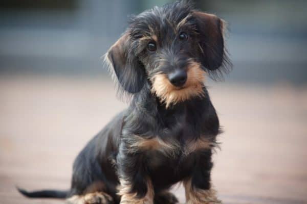 Cute and shy wire-haired Miniature Dachshund puppy.