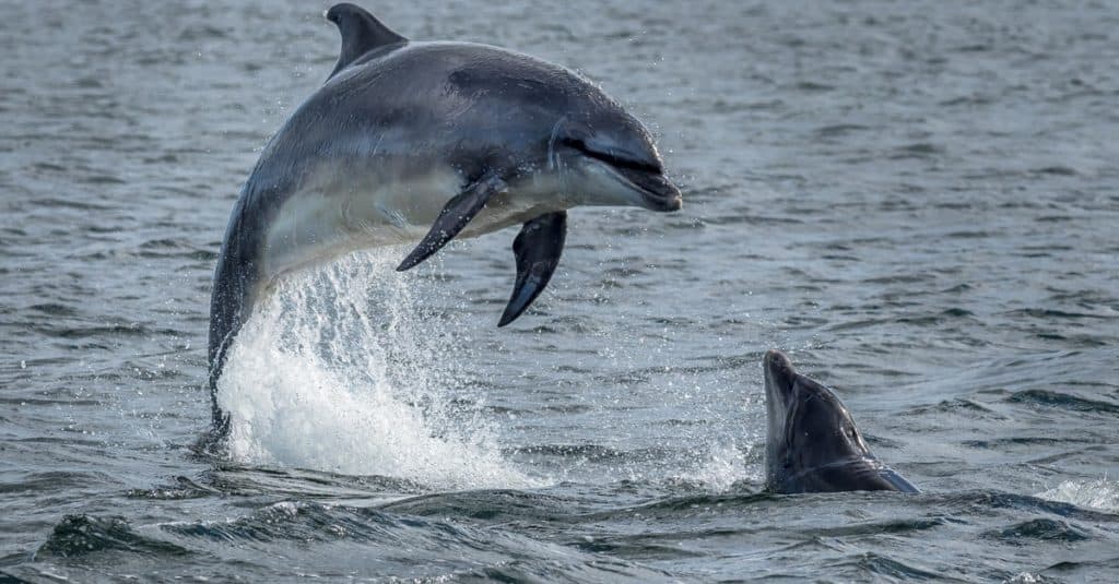 Wild Bottlenose Dolphins jumping out of the ocean water at the Moray Firth near Inverness in Scotland.