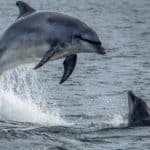 Wild Bottlenose Dolphins jumping out of the ocean water at the Moray Firth near Inverness in Scotland.