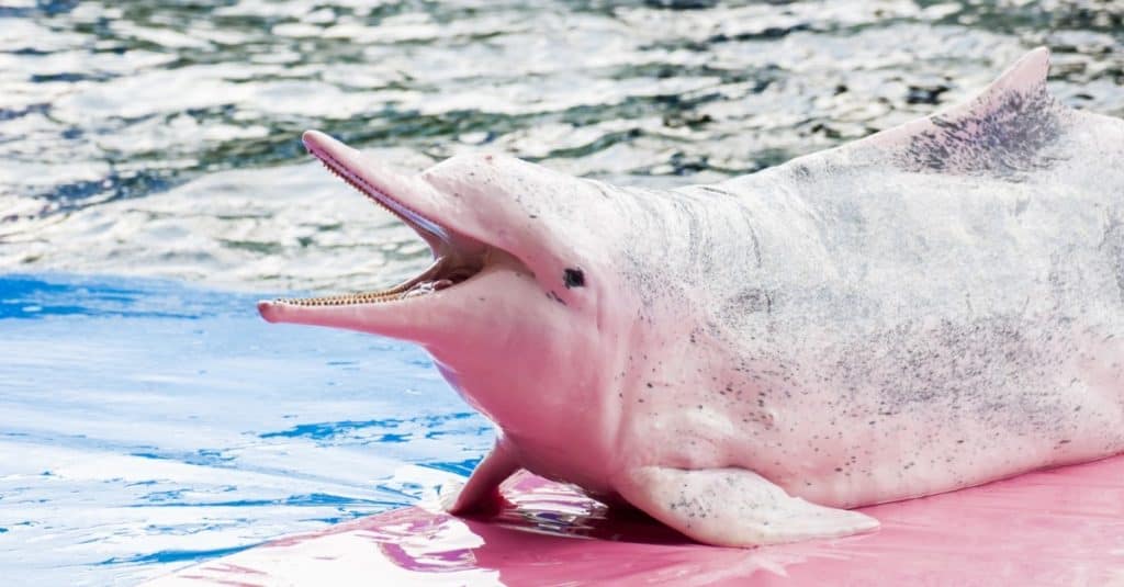 Indo-Pacific humpback dolphin (Sousa chinensis).