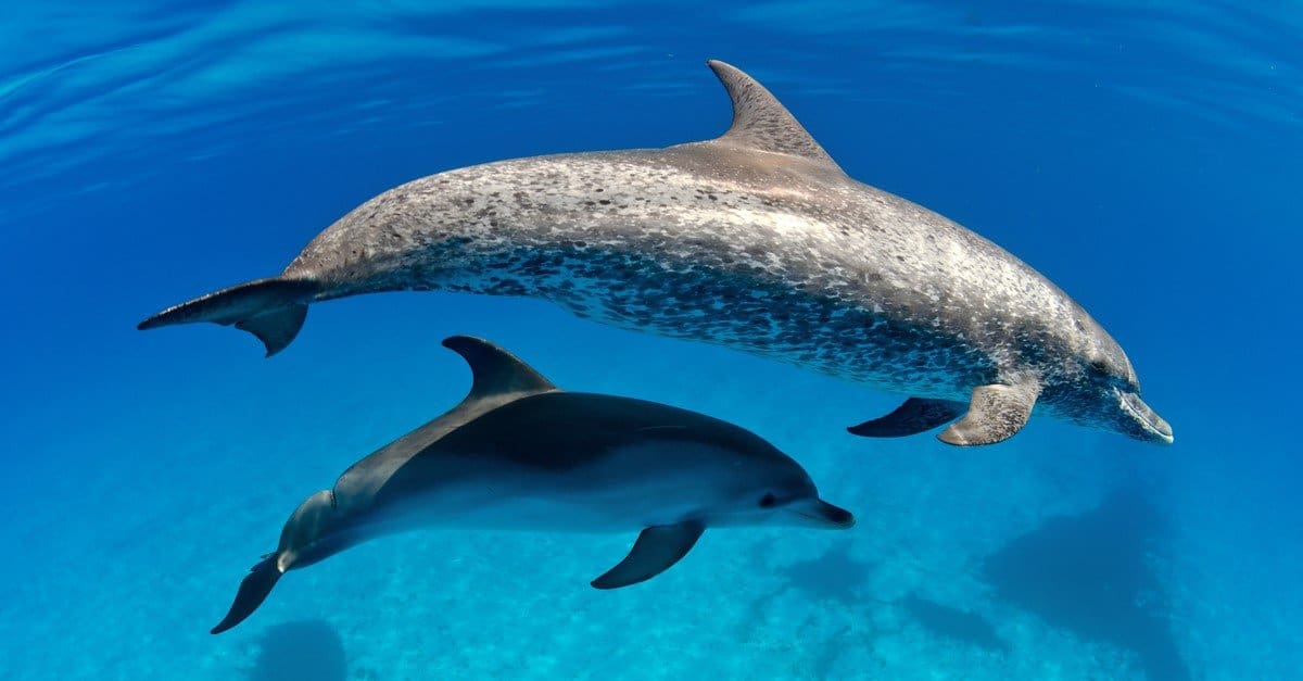 An Atlantic spotted mother dolphin with her baby in the waters of the Bahamas.