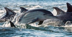 10 Incredible Dolphin Facts Picture