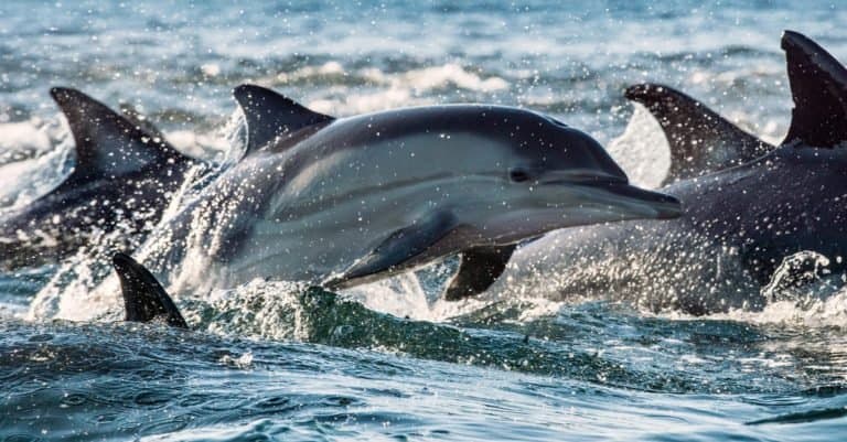 Dolphins, swimming in the ocean and hunting for fish. The Long-beaked common dolphin in Atlantic ocean.
