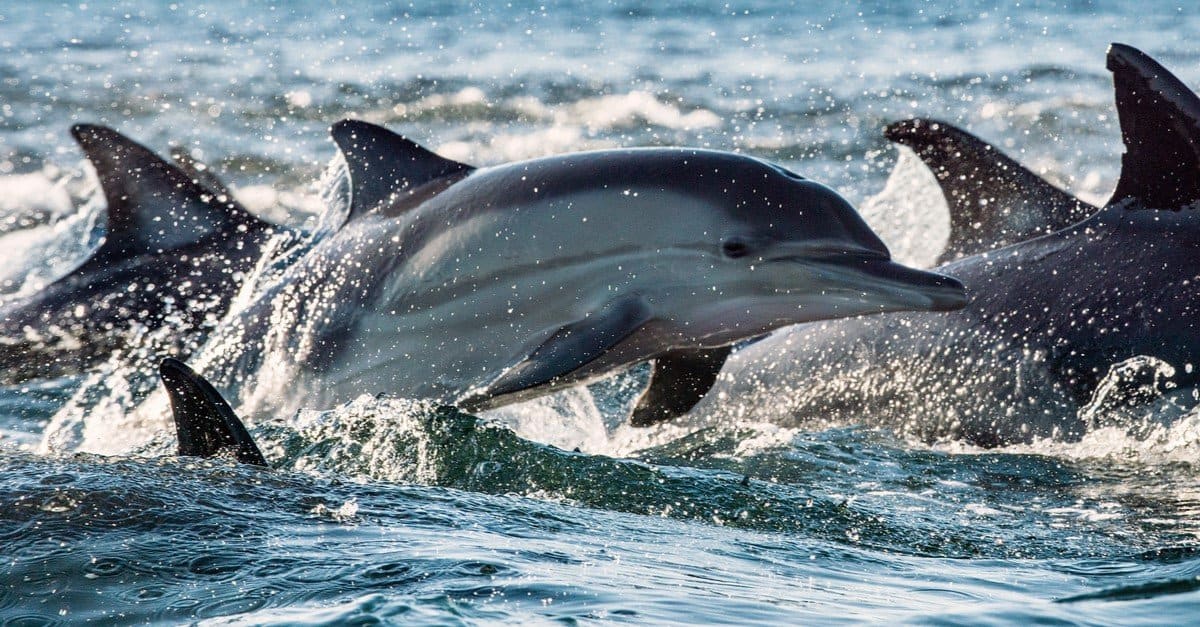 10 Incredible Dolphin Facts - AZ Animals