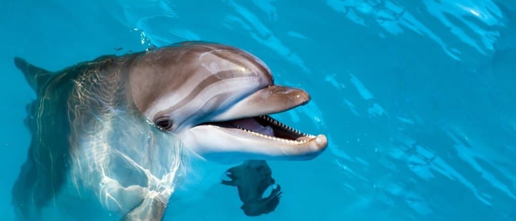 Dolphin looking with open mouth.