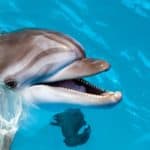 Porpoises