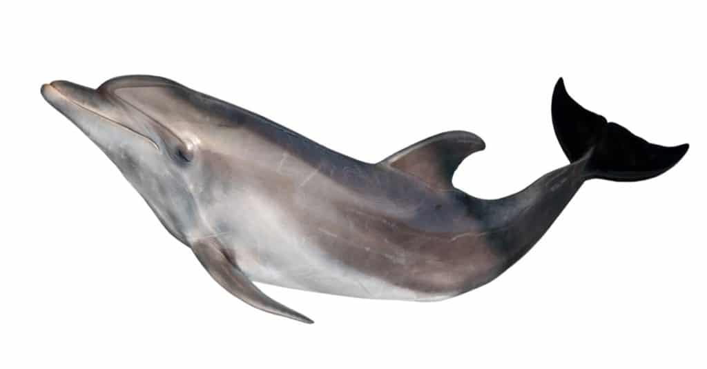 Dolphin isolated on white background.