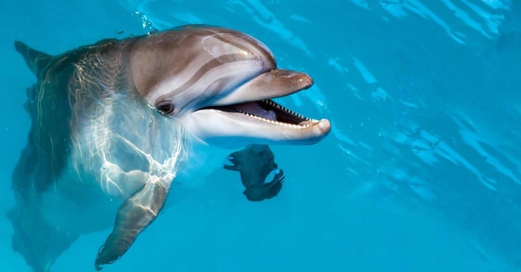 Dolphin portrait, while looking at you with an open mouth.
