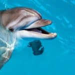 Dolphin portrait, while looking at you with an open mouth.