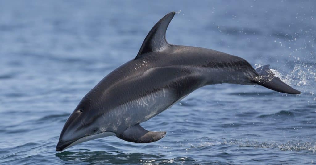 A Pacific white-sided dolphin leaps out of the water in Monterey Bay, California.