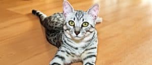 Young Egyptian Mau lying on the floor.