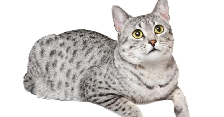 A cute Egyptian Mau cat is relaxing over an edge. White background.