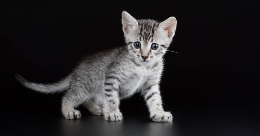 Egyptian Mau Siamese Mix: Pictures, Traits, Facts & More - Catster