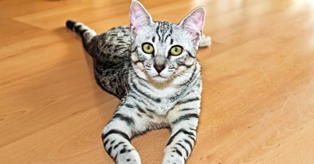 Egyptian Mau lying on the floor.