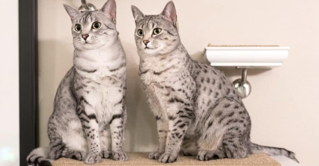 Two cute Egyptian Mau cats sitting on a shelf.
