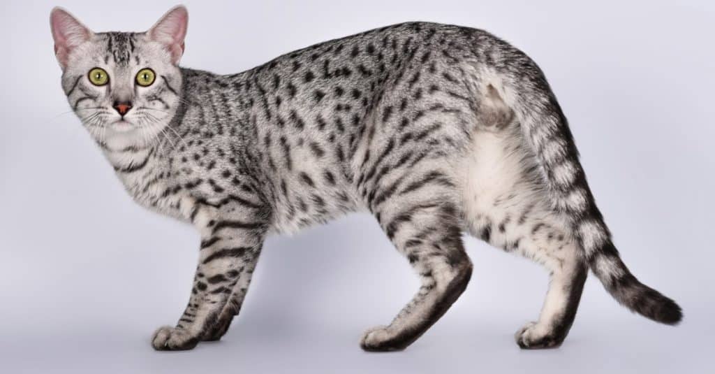 Male Egyptian Mau standing on a grey background.