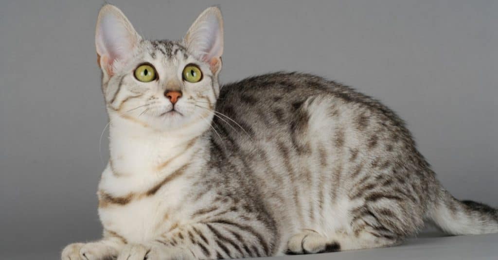 Egyptian Mau lying down, on grey background