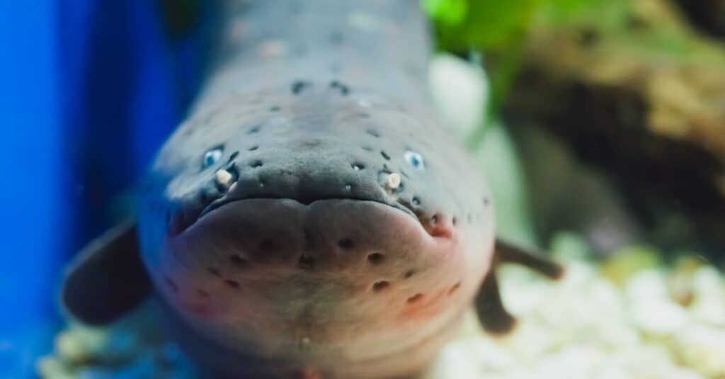 Electric Eel Close-Up