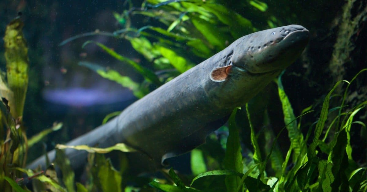 10 Remarkable Facts About Electric Eels A Z Animals