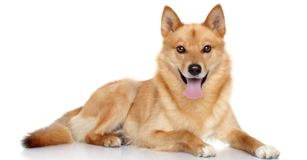 Finnish Spitz dog on a white background