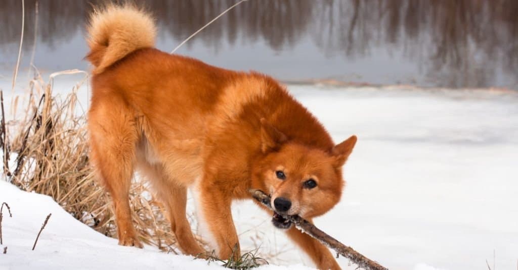 playing finnish spitz