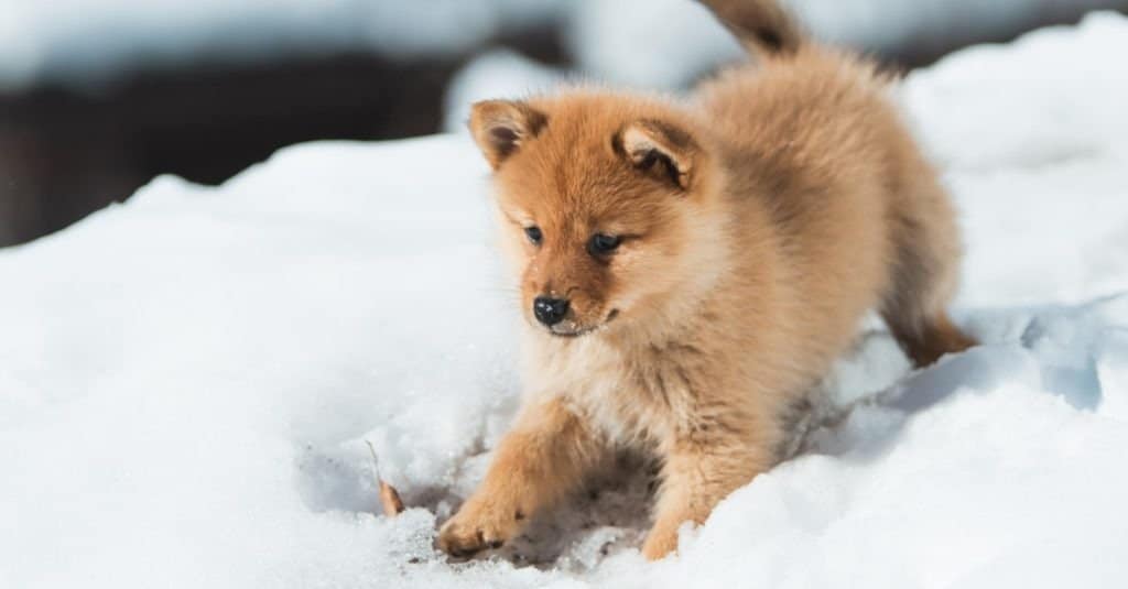 A Finnish Spitz puppy playing in the snow