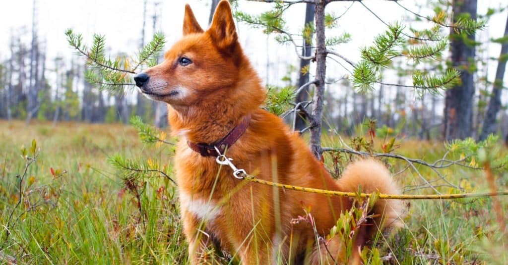 Finnish Spitz sitting in a field